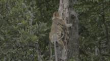 Proboscis Monkey Climbs Tree With Baby In Borneo Jungle