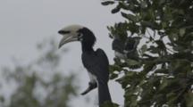 Oriental Pied Hornbills Perched Above River, Fly Away