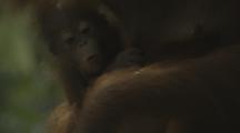 Orangutan With Baby Feeds In Jungle