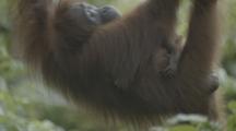 Orangutan With Baby, Climbs In Jungle