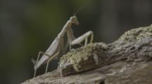 Praying Mantis Watches And Waits, Preys On, Hunts Another In Jungle