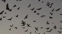 Lyles Flying Foxes, Fruit Bats Fly Above Forest At Sunset