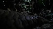 Pangolin Feeds On Weaver Ants In Jungle At Night