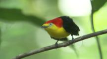 Male Wire-tailed Manakin On Branch In Rainforest