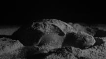 Leatherback Sea Turtle Rests while Laying Eggs On Beach At Night