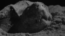 Leatherback Sea Turtle Lays Eggs On Beach At Night, Close up sandy face