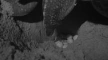 Leatherback Sea Turtle Lays Eggs On Beach At Night