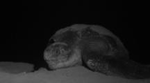 Leatherback Sea Turtle crawls on beach after Laying Eggs At Night