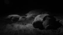 Leatherback Sea Turtles Lay Eggs On Beach At Night