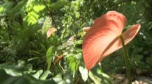 Pink Anthurium Flowers In The Rainforest