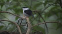 Male White-bearded Manakin Bird Flits Around Forest