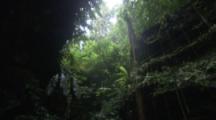 Rainforest Scenic, Looking Up