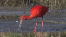 Scarlet Ibis Feeds In Wetland, Grabs Crustacean