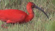 Scarlet Ibis feed In Wetland grass, comes up with crustacean in bill