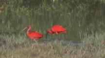 Scarlet Ibis In Wetland
