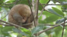 Silky Anteater Sleeping In Tree