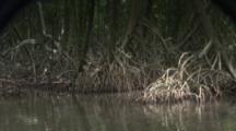Tracking, Traveling Through Mangrove Habitat