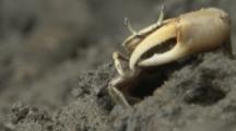 Mangrove Or Mud Crab Enters and Exits Burrow