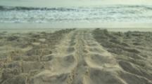Tracks In Sand From Leatherback Sea Turtle Crawling Into Surf After Laying Eggs