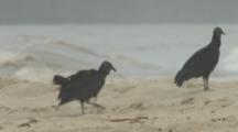 Vultures On Beach Feed On Leatherback Turtle Eggs