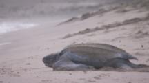 Leatherback Sea Turtle Makes It's Way Into Surf After Laying Eggs