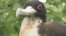 Female Great Frigatebird With Red Eye Ring, Possibly On Nest