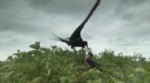 Male Great Frigatebird Arrives At Nest With Nesting Material