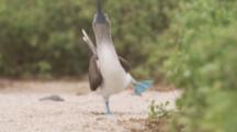 Blue-footed Boobies In Courtship Display