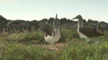 Blue-footed Boobies In Courtship Display