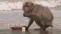 Japanese Macaques wash food before feeding