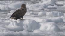 Steller's Sea Eagle On Sea Ice