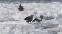 Steller's Sea Eagles On Sea Ice