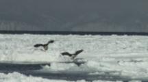 Steller's Sea Eagle On Sea Ice fight over prey