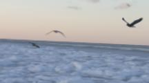 Steller's Sea Eagles fly over Sea Ice