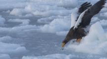 Steller's Sea Eagle On Sea Ice Grabs Fish