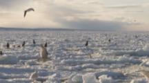 Steller's Sea Eagles and other birds On Sea Ice