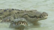 Crocodiles,Possibly Mugger Crocodile,In Marsh