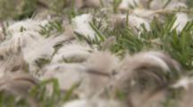 Penguin feathers on field,grass