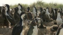 Imperial Shags In Nesting Colony with single rockhopper penguin