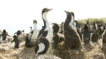 Imperial Shags In Nesting Colony,with one rockhopper penguin