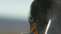 Gentoo Penguin Colony,adult regurgitates to feed chick