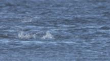 Gentoo Penguins swim toward shore