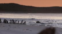 Magellanic Penguins On Beach,Elephant Seals Fight In Surf
