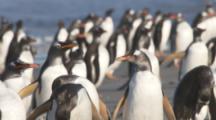 Gentoo Penguin colony on shore