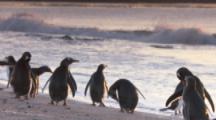 Gentoo Penguin colony on shore