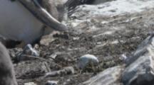 Brown Skua Steals Egg From Gentoo Penguin Colony