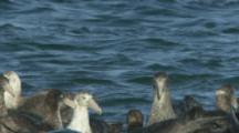 Southern Giant Petrels Swim,hunting pinniped,possibly leopard seal comes up in middle
