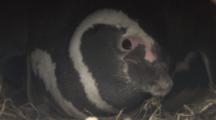 Magellanic Penguin In Ground Nest