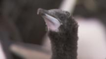 Imperial Shags In Nesting Colony,chicks beg for food