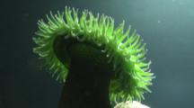 Close Up From Below,Giant Green Anemone Lit From Above
